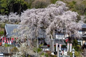 林陽寺、しだれ桜、3月春の花、岐阜県岐阜市の観光・撮影スポットの画像と写真