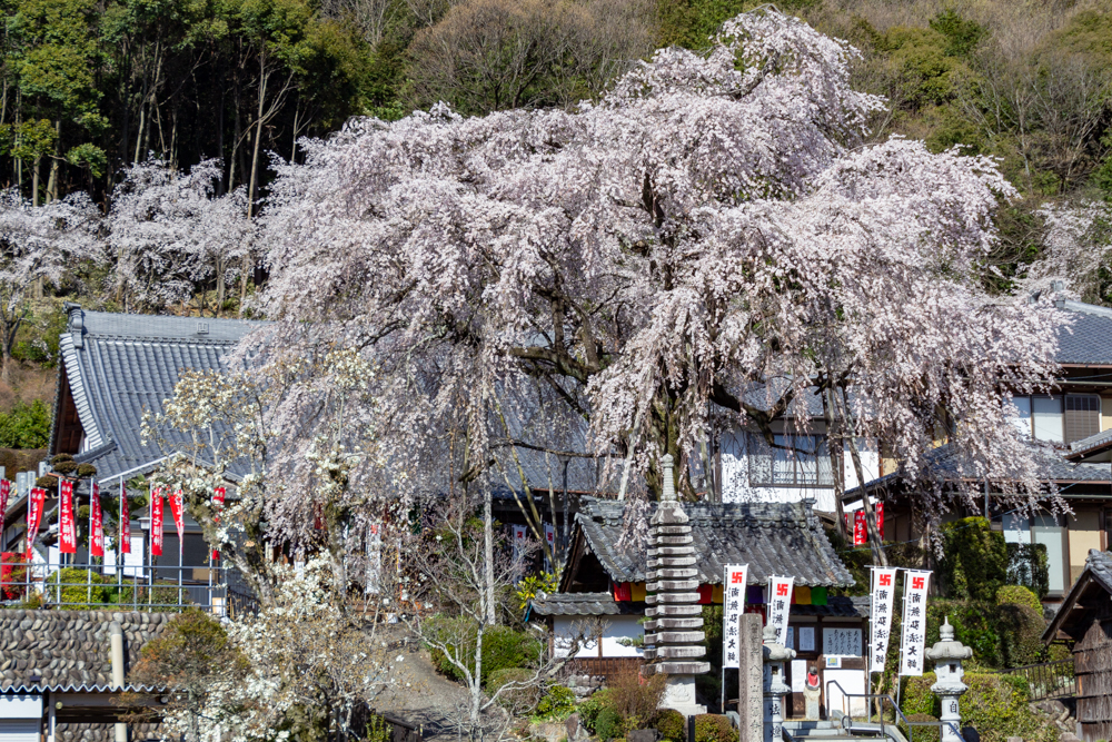 林陽寺、しだれ桜、3月春の花、岐阜県岐阜市の観光・撮影スポットの画像と写真