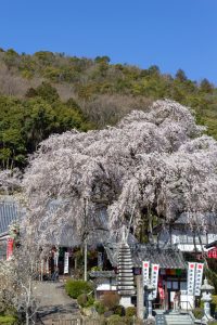 林陽寺、しだれ桜、3月春の花、岐阜県岐阜市の観光・撮影スポットの画像と写真