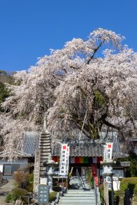 林陽寺、しだれ桜、3月春の花、岐阜県岐阜市の観光・撮影スポットの画像と写真