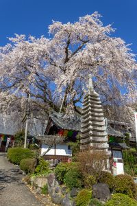 林陽寺、しだれ桜、3月春の花、岐阜県岐阜市の観光・撮影スポットの画像と写真