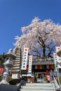 林陽寺、しだれ桜、3月春の花、岐阜県岐阜市の観光・撮影スポットの画像と写真