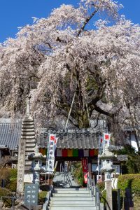 林陽寺、しだれ桜、3月春の花、岐阜県岐阜市の観光・撮影スポットの画像と写真