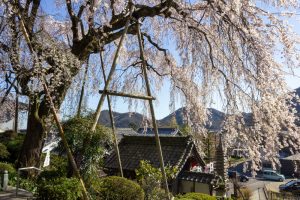 林陽寺、しだれ桜、3月春の花、岐阜県岐阜市の観光・撮影スポットの画像と写真