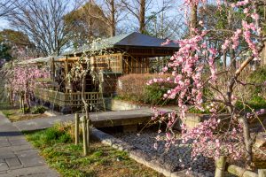 戸田川緑地、河津桜、3月の春の花、名古屋市港区の観光・撮影スポットの画像と写真