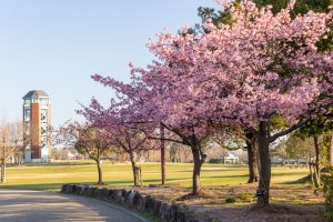 戸田川緑地、河津桜、3月の春の花、名古屋市港区の観光・撮影スポットの画像と写真