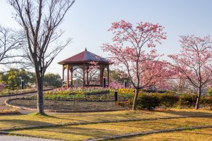 戸田川緑地、河津桜、3月の春の花、名古屋市港区の観光・撮影スポットの画像と写真