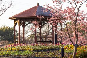 戸田川緑地、河津桜、3月の春の花、名古屋市港区の観光・撮影スポットの画像と写真