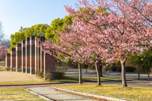 戸田川緑地、河津桜、3月の春の花、名古屋市港区の観光・撮影スポットの画像と写真