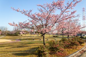 戸田川緑地、河津桜、3月の春の花、名古屋市港区の観光・撮影スポットの画像と写真