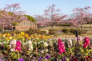 戸田川緑地、河津桜、3月の春の花、名古屋市港区の観光・撮影スポットの画像と写真