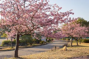 戸田川緑地、河津桜、3月の春の花、名古屋市港区の観光・撮影スポットの画像と写真