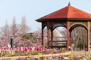 戸田川緑地、河津桜、3月の春の花、名古屋市港区の観光・撮影スポットの画像と写真