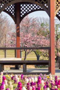 戸田川緑地、河津桜、3月の春の花、名古屋市港区の観光・撮影スポットの画像と写真