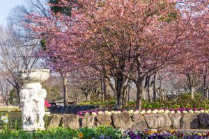 戸田川緑地、河津桜、3月の春の花、名古屋市港区の観光・撮影スポットの画像と写真