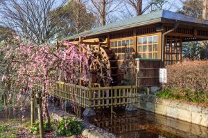 戸田川緑地、河津桜、3月の春の花、名古屋市港区の観光・撮影スポットの画像と写真