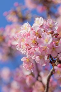 戸田川緑地、河津桜、3月の春の花、名古屋市港区の観光・撮影スポットの画像と写真