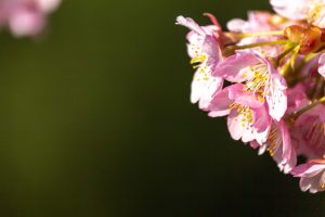 戸田川緑地、河津桜、3月の春の花、名古屋市港区の観光・撮影スポットの画像と写真