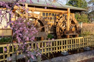 戸田川緑地、河津桜、3月の春の花、名古屋市港区の観光・撮影スポットの画像と写真