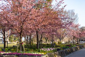 戸田川緑地、河津桜、3月の春の花、名古屋市港区の観光・撮影スポットの画像と写真
