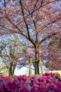 戸田川緑地、河津桜、3月の春の花、名古屋市港区の観光・撮影スポットの画像と写真