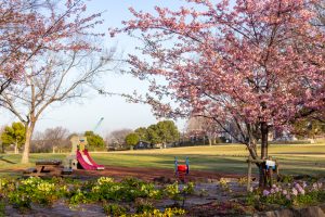戸田川緑地、河津桜、3月の春の花、名古屋市港区の観光・撮影スポットの画像と写真
