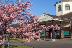 戸田川緑地、河津桜、3月の春の花、名古屋市港区の観光・撮影スポットの画像と写真