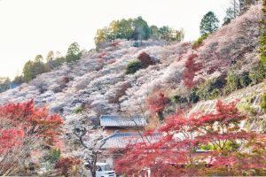 川見四季桜の里、紅葉、11月秋、愛知県豊田市の観光・撮影スポットの画像と写真