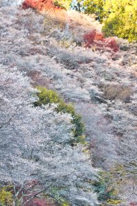 川見四季桜の里、紅葉、11月秋、愛知県豊田市の観光・撮影スポットの画像と写真