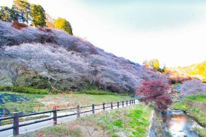 川見四季桜の里、紅葉、11月秋、愛知県豊田市の観光・撮影スポットの画像と写真