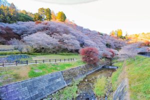 川見四季桜の里、紅葉、11月秋、愛知県豊田市の観光・撮影スポットの画像と写真