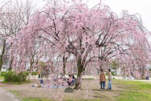 志賀公園、しだれ桜、３月春の花、名古屋市北区の観光・撮影スポットの名所