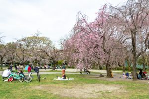 志賀公園、３月春の花、名古屋市北区の観光・撮影スポットの名所