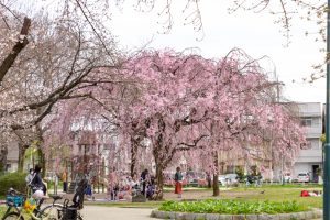 志賀公園、しだれ桜、３月春の花、名古屋市北区の観光・撮影スポットの名所
