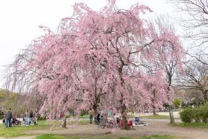 志賀公園、しだれ桜、３月春の花、名古屋市北区の観光・撮影スポットの名所