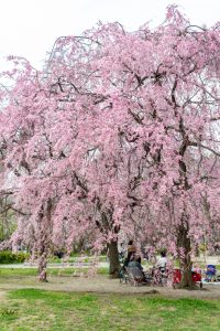 志賀公園、しだれ桜、３月春の花、名古屋市北区の観光・撮影スポットの名所