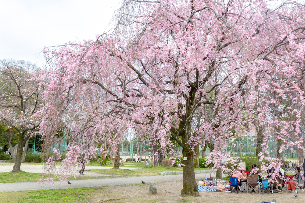 志賀公園、しだれ桜、３月春の花、名古屋市北区の観光・撮影スポットの名所