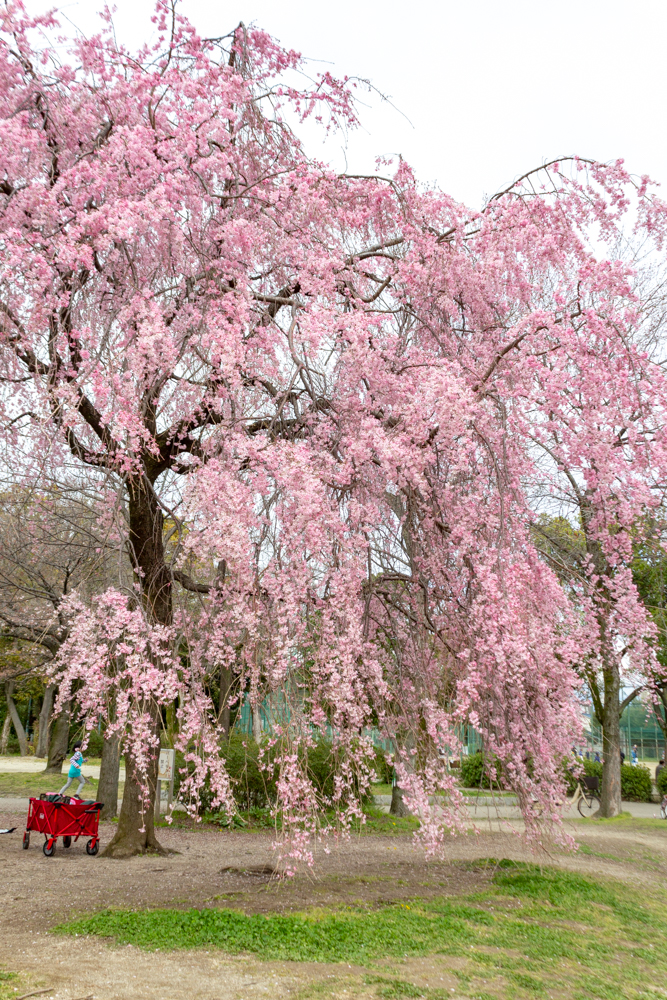 志賀公園、しだれ桜、３月春の花、名古屋市北区の観光・撮影スポットの名所