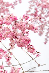 志賀公園、しだれ桜、３月春の花、名古屋市北区の観光・撮影スポットの名所