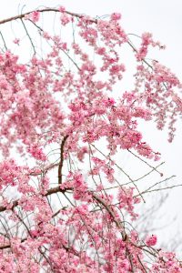 志賀公園、しだれ桜、３月春の花、名古屋市北区の観光・撮影スポットの名所