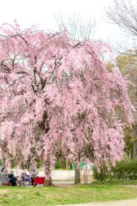 志賀公園、しだれ桜、３月春の花、名古屋市北区の観光・撮影スポットの名所