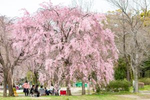 志賀公園、しだれ桜、３月春の花、名古屋市北区の観光・撮影スポットの名所