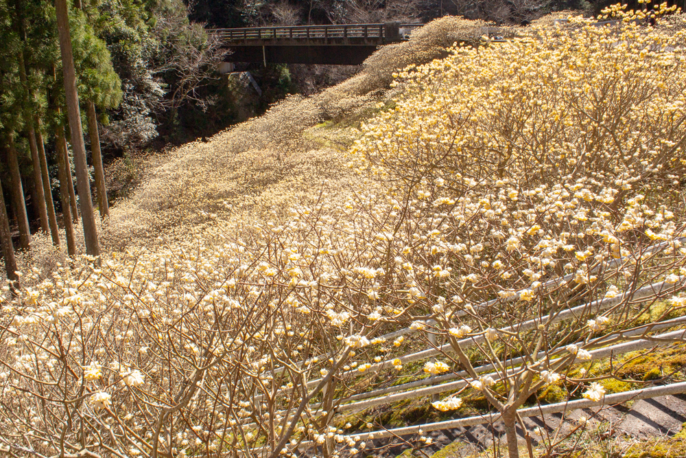 新城市ミツマタ群生地、３月春の花、愛知県新城市の観光・撮影スポットの名所