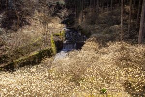 新城市ミツマタ群生地、３月春の花、愛知県新城市の観光・撮影スポットの名所