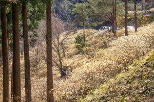 新城市ミツマタ群生地、３月春の花、愛知県新城市の観光・撮影スポットの名所