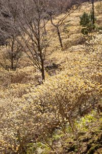 新城市ミツマタ群生地、３月春の花、愛知県新城市の観光・撮影スポットの名所