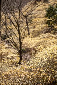 新城市ミツマタ群生地、３月春の花、愛知県新城市の観光・撮影スポットの名所