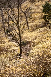 新城市ミツマタ群生地、３月春の花、愛知県新城市の観光・撮影スポットの名所