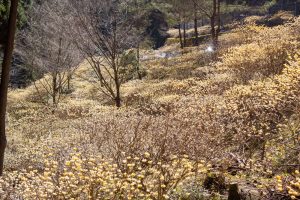 新城市ミツマタ群生地、３月春の花、愛知県新城市の観光・撮影スポットの名所