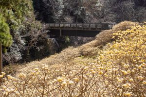 新城市ミツマタ群生地、３月春の花、愛知県新城市の観光・撮影スポットの名所